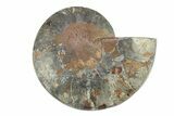 Cut & Polished Ammonite Fossil (Half) - Unusual Black Color #281431-1